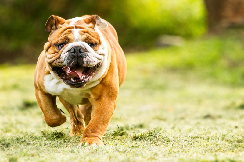บูลด็อก (Bulldog) บูลด็อก (Bulldog)