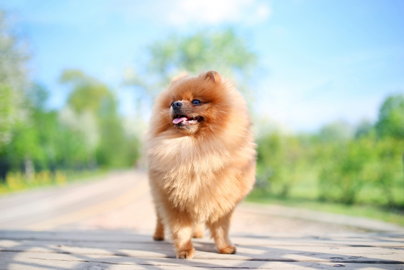 ปอมเมอเรเนียน (Pomeranian) ปอมเมอเรเนียน (Pomeranian)