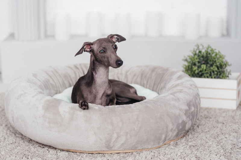 เกรย์ฮาวด์ (Greyhound) เกรย์ฮาวด์ (Greyhound)