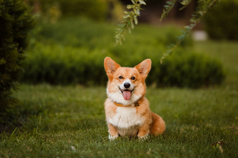 คอร์กี้ (Corgi) คอร์กี้ (Corgi)