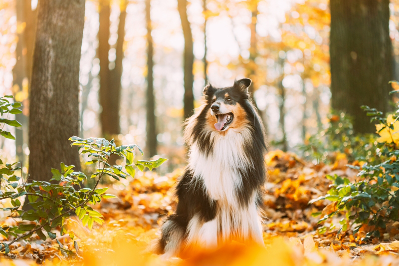 คอลลี่ (Collie) คอลลี่ (Collie)