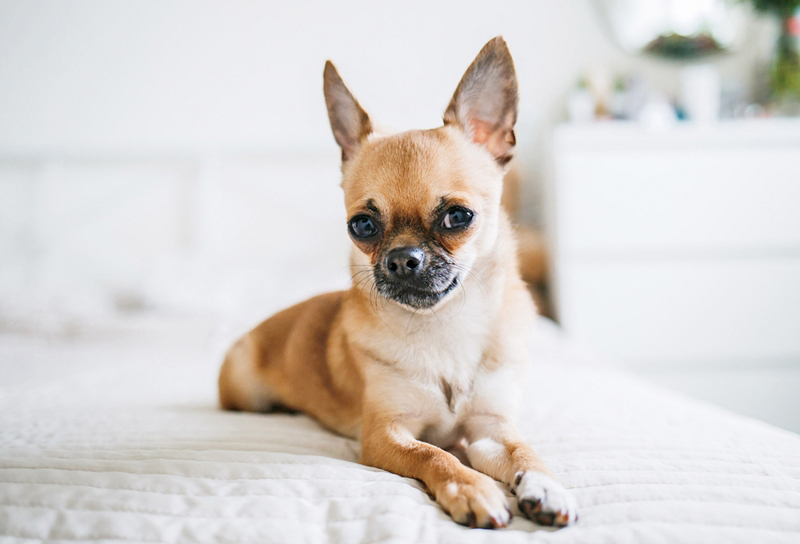 ชิวาวา (Chihuahua) ชิวาวา (Chihuahua)