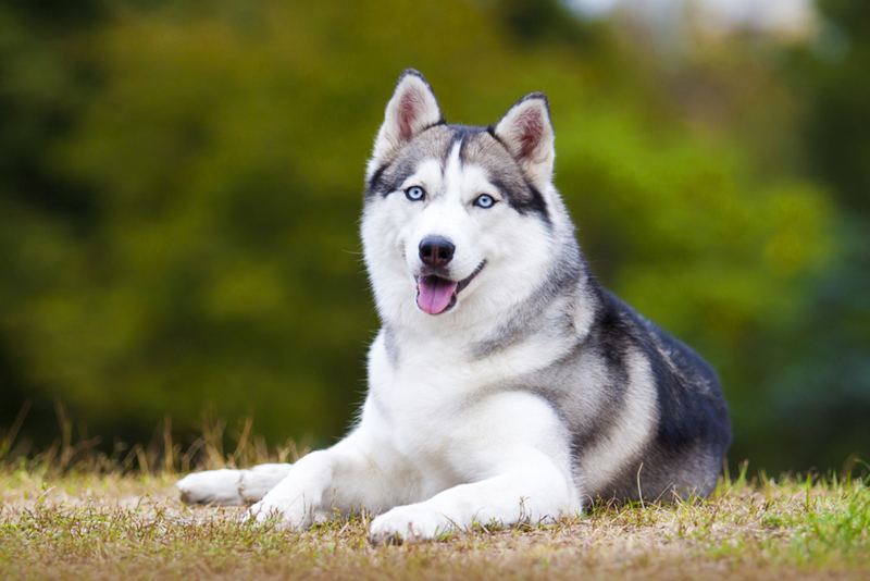 ฮัสกี้ (Husky) ฮัสกี้ (Husky)