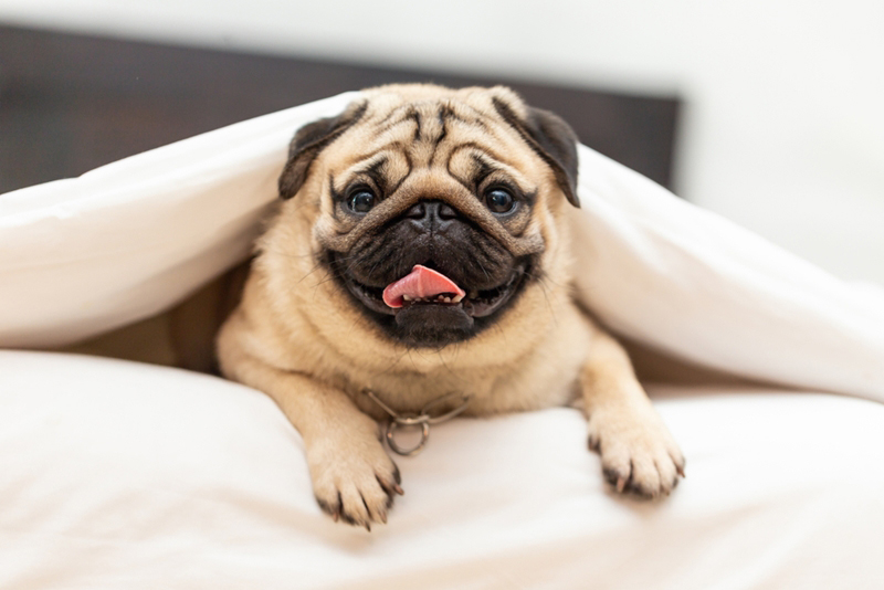 ปั๊ก (Pug) ปั๊ก (Pug)