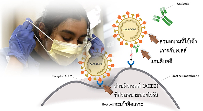 โควิด 19 กลายพันธุ์ โอมิครอน HK.3 เจอในไทยแล้ว โควิด 19 กลายพันธุ์ โอมิครอน HK.3 เจอในไทยแล้ว