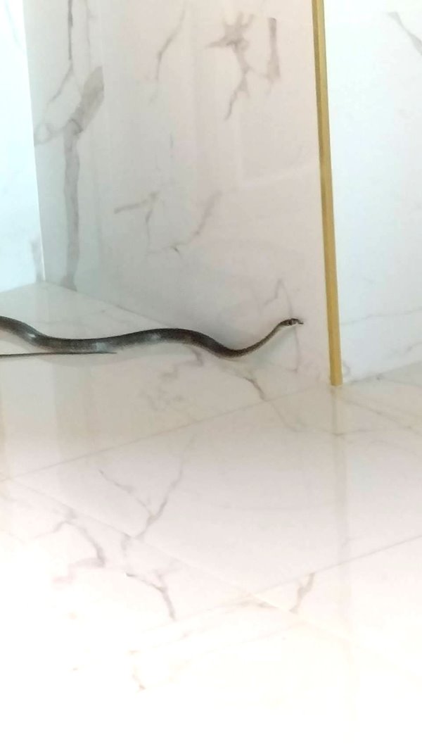 งูเข้าบ้าน งูเข้าบ้าน