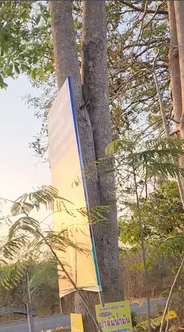 แมวติดต้นไม้ แมวติดต้นไม้