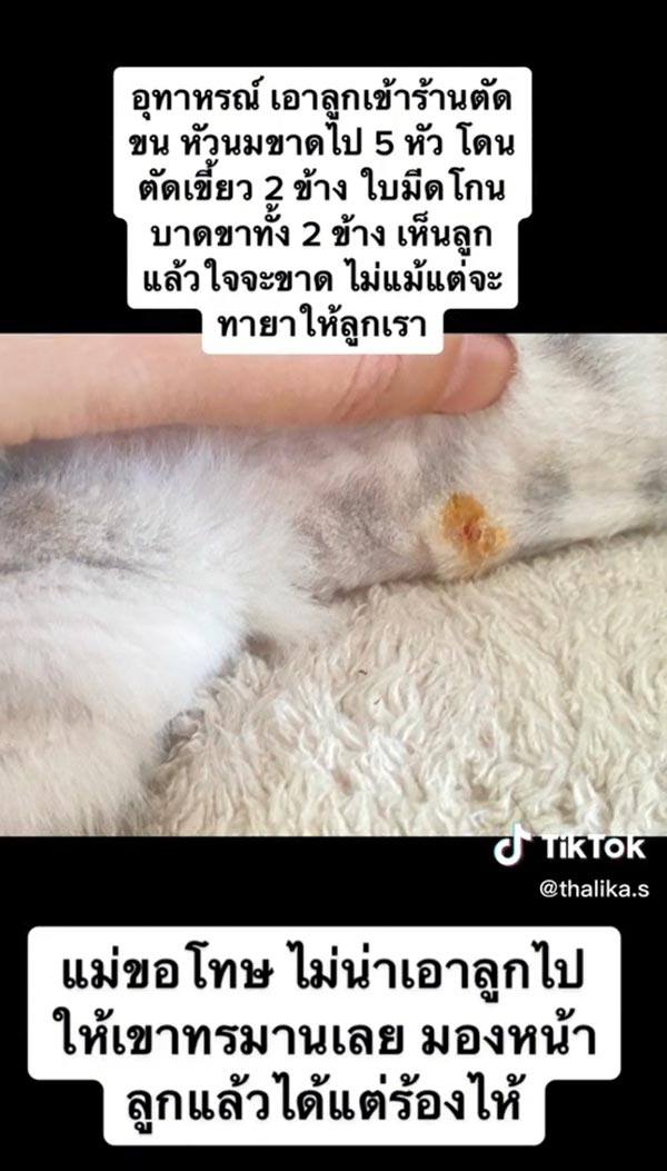 อุทาหรณ์พาแมวไปอาบน้ำตัดขน อุทาหรณ์พาแมวไปอาบน้ำตัดขน