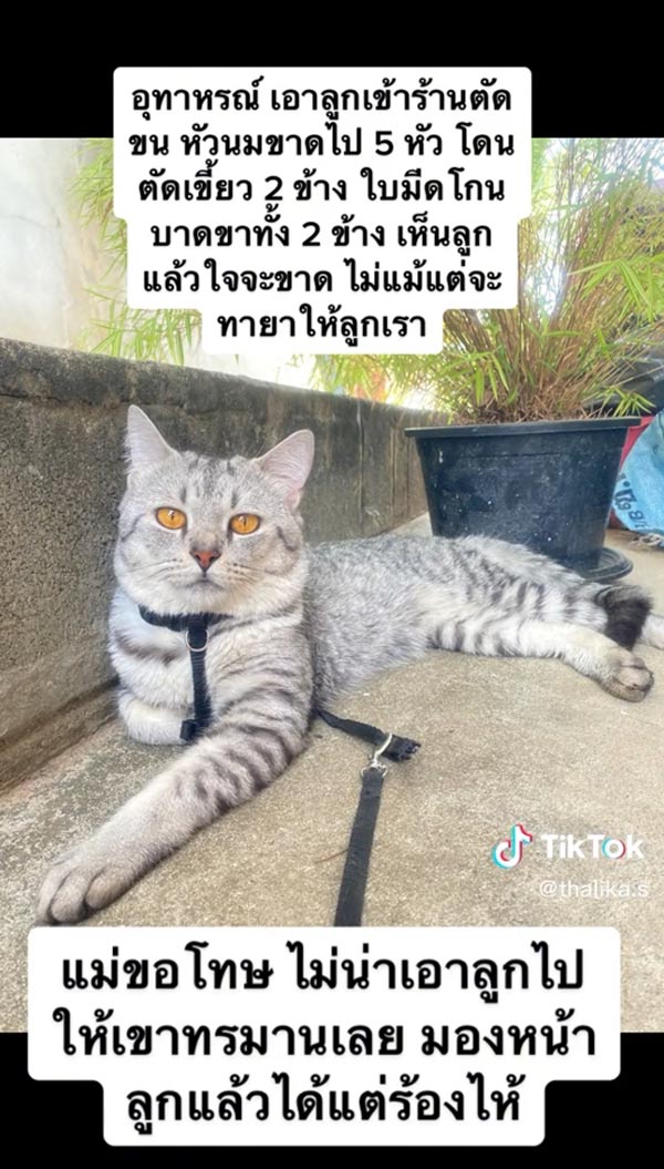 อุทาหรณ์พาแมวไปอาบน้ำตัดขน อุทาหรณ์พาแมวไปอาบน้ำตัดขน