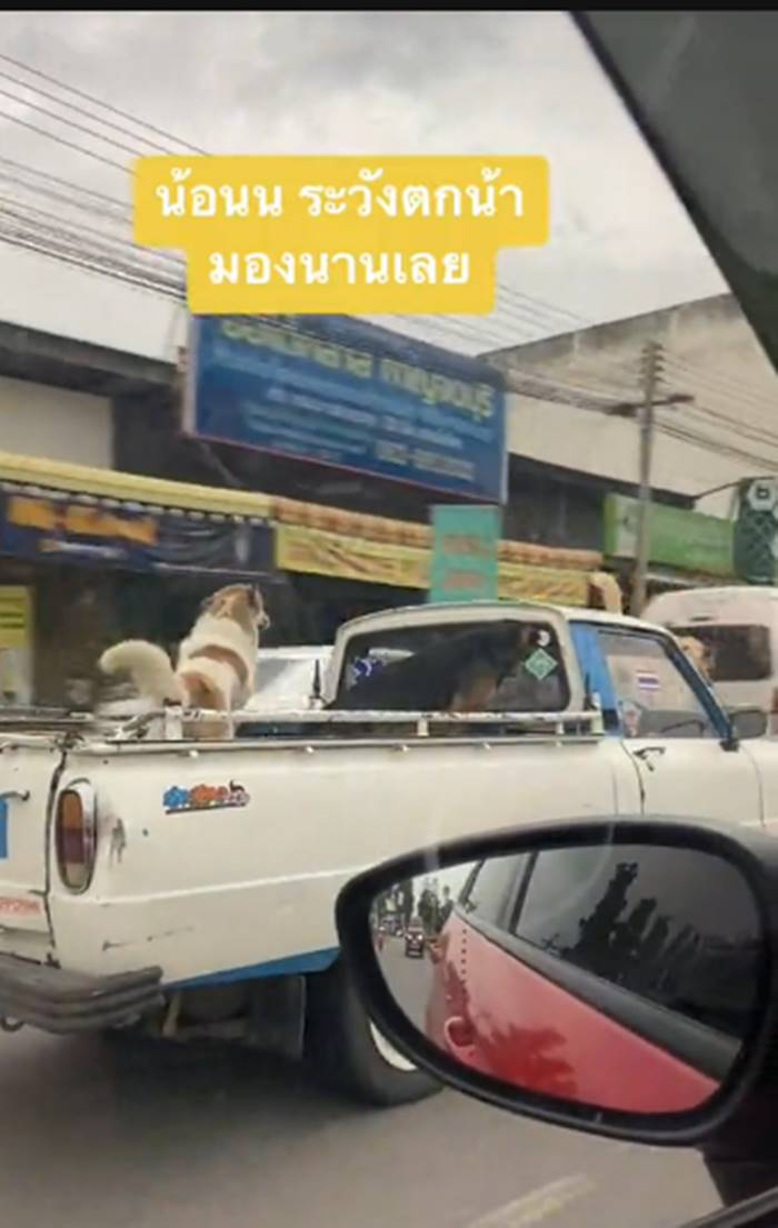 หมานั่งหน้ารถ หมานั่งหน้ารถ
