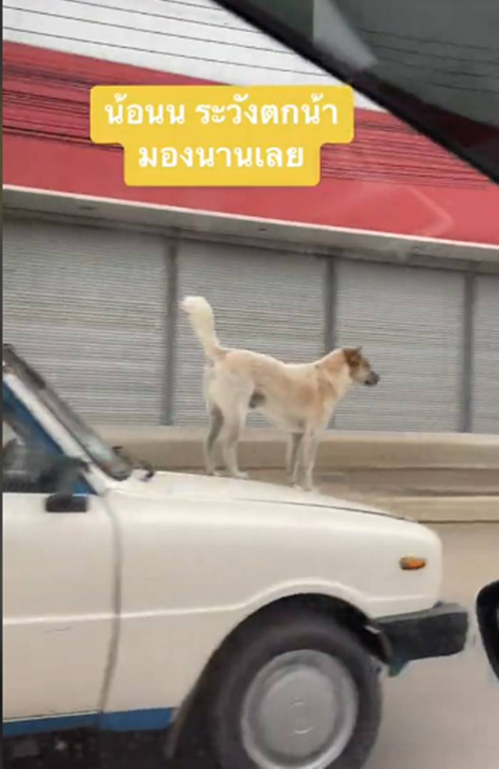 หมานั่งหน้ารถ หมานั่งหน้ารถ