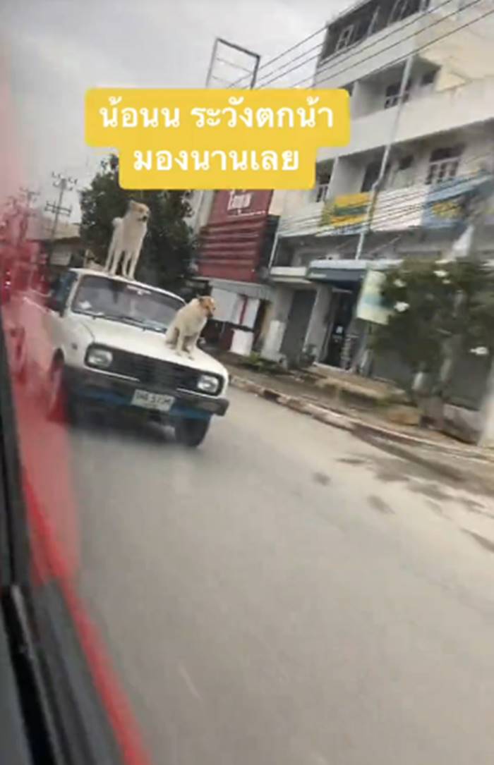 หมานั่งหน้ารถ หมานั่งหน้ารถ