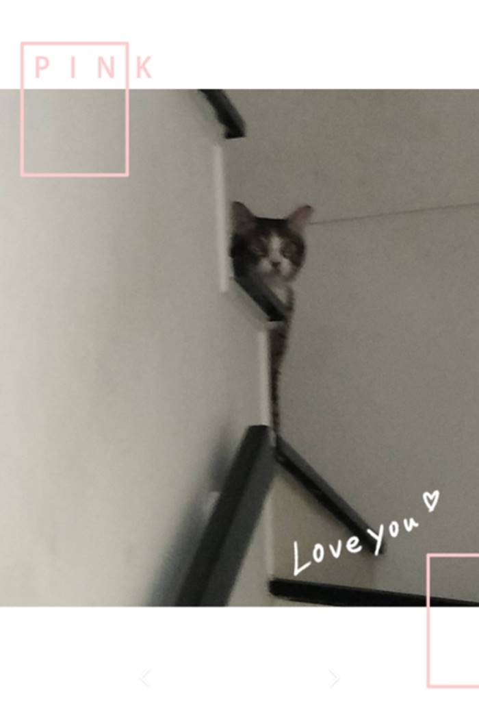 แมวตกคอนโด แมวตกคอนโด