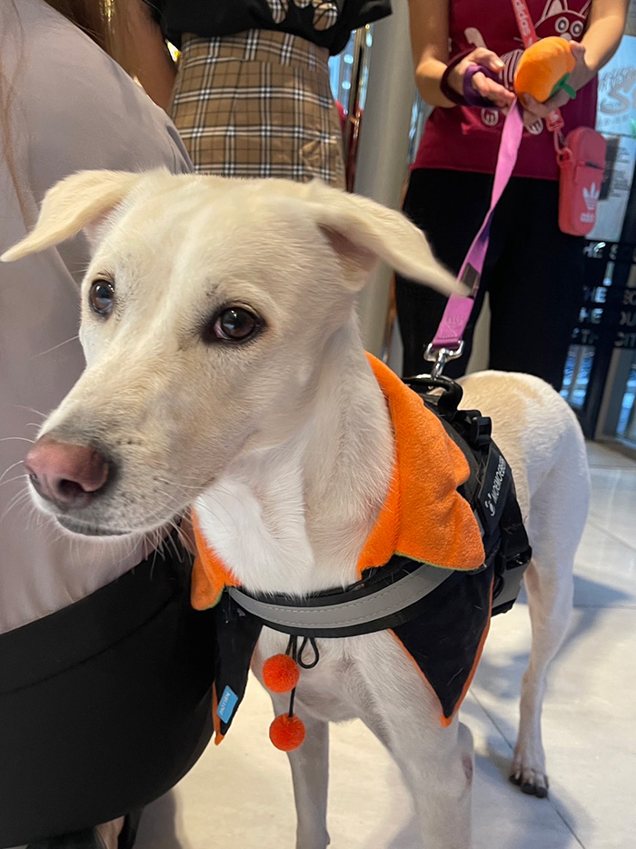 คุณหนูดิ๊กกี้ น้องหมาคอนโด 30 ล้าน  คุณหนูดิ๊กกี้ น้องหมาคอนโด 30 ล้าน