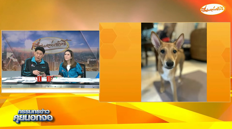 สรยุทธ เปิดตำนานใหม่ จากเลี้ยงไม่ได้จริง หมา แมว สรยุทธ เปิดตำนานใหม่ จากเลี้ยงไม่ได้จริง หมา แมว