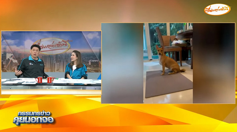 สรยุทธ เปิดตำนานใหม่ จากเลี้ยงไม่ได้จริง หมา แมว สรยุทธ เปิดตำนานใหม่ จากเลี้ยงไม่ได้จริง หมา แมว