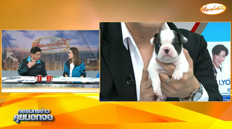 สรยุทธ เปิดตำนานใหม่ จากเลี้ยงไม่ได้จริง หมา แมว สรยุทธ เปิดตำนานใหม่ จากเลี้ยงไม่ได้จริง หมา แมว