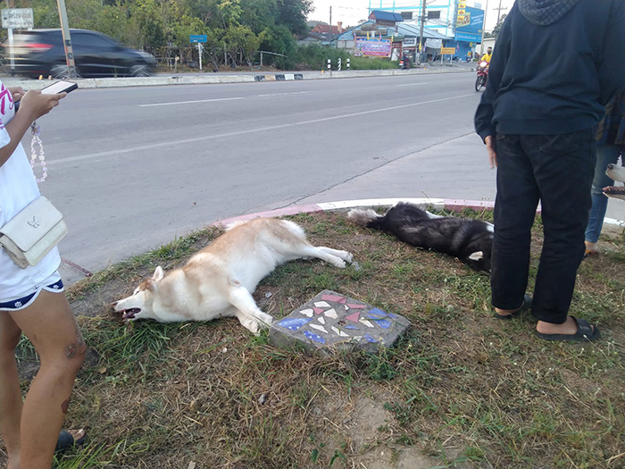 เจ้าของหมาใจสลาย เจ้าของหมาใจสลาย