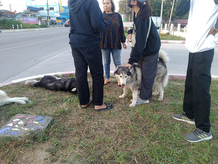 เจ้าของหมาใจสลาย เจ้าของหมาใจสลาย