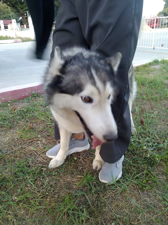 เจ้าของหมาใจสลาย เจ้าของหมาใจสลาย