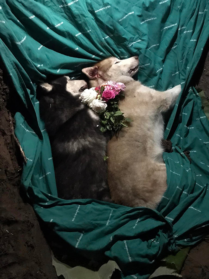 เจ้าของหมาใจสลาย เจ้าของหมาใจสลาย