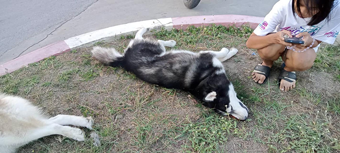 เจ้าของหมาใจสลาย เจ้าของหมาใจสลาย