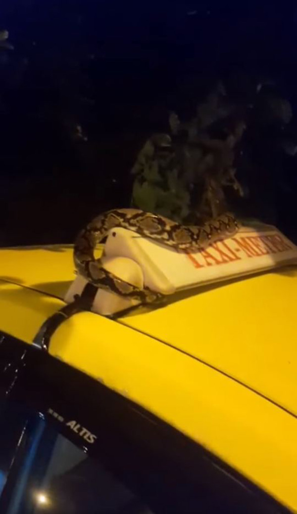 งูเหลือมตัวใหญ่ตกใส่แท็กซี่ คนขับซูมทะเบียนรถให้ดู คอหวยตาลุกวาว งูเหลือมตัวใหญ่ตกใส่แท็กซี่ คนขับซูมทะเบียนรถให้ดู คอหวยตาลุกวาว