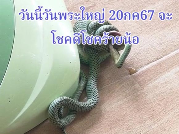 เลขเด็ด งูร่วงใส่หัวครู เลขเด็ด งูร่วงใส่หัวครู