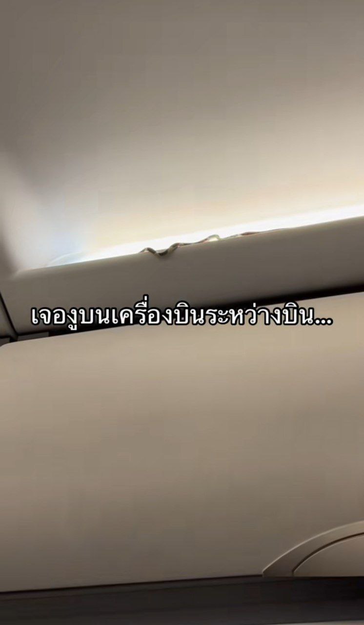 งูบนเครื่องบิน งูบนเครื่องบิน