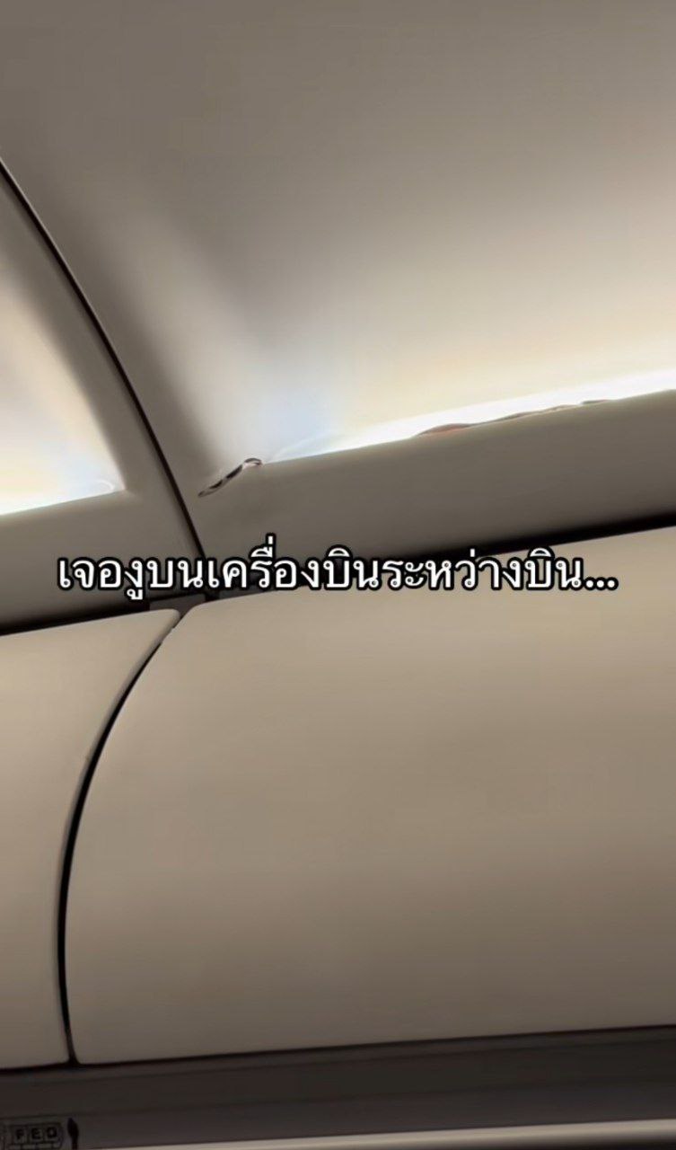 งูบนเครื่องบิน งูบนเครื่องบิน