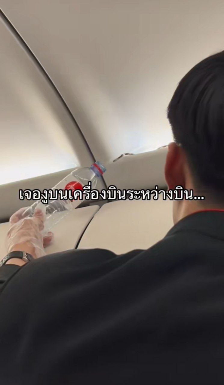 งูบนเครื่องบิน งูบนเครื่องบิน