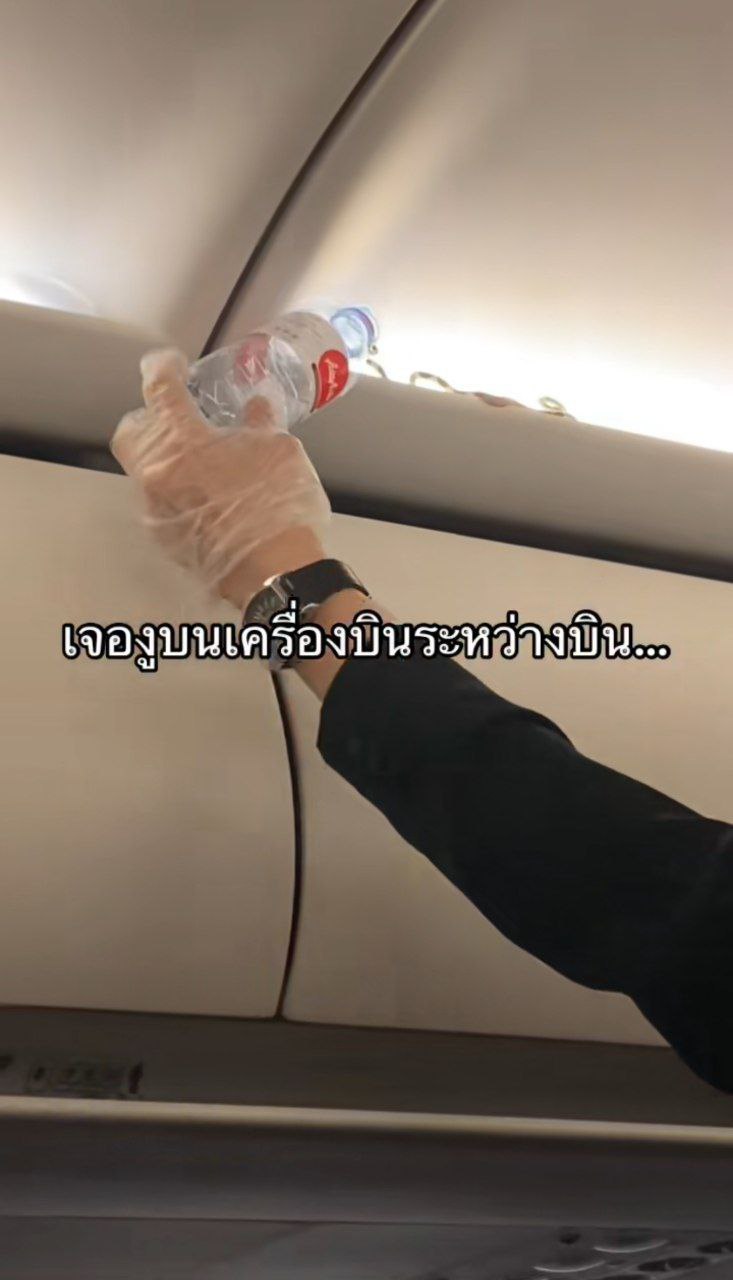 งูบนเครื่องบิน งูบนเครื่องบิน