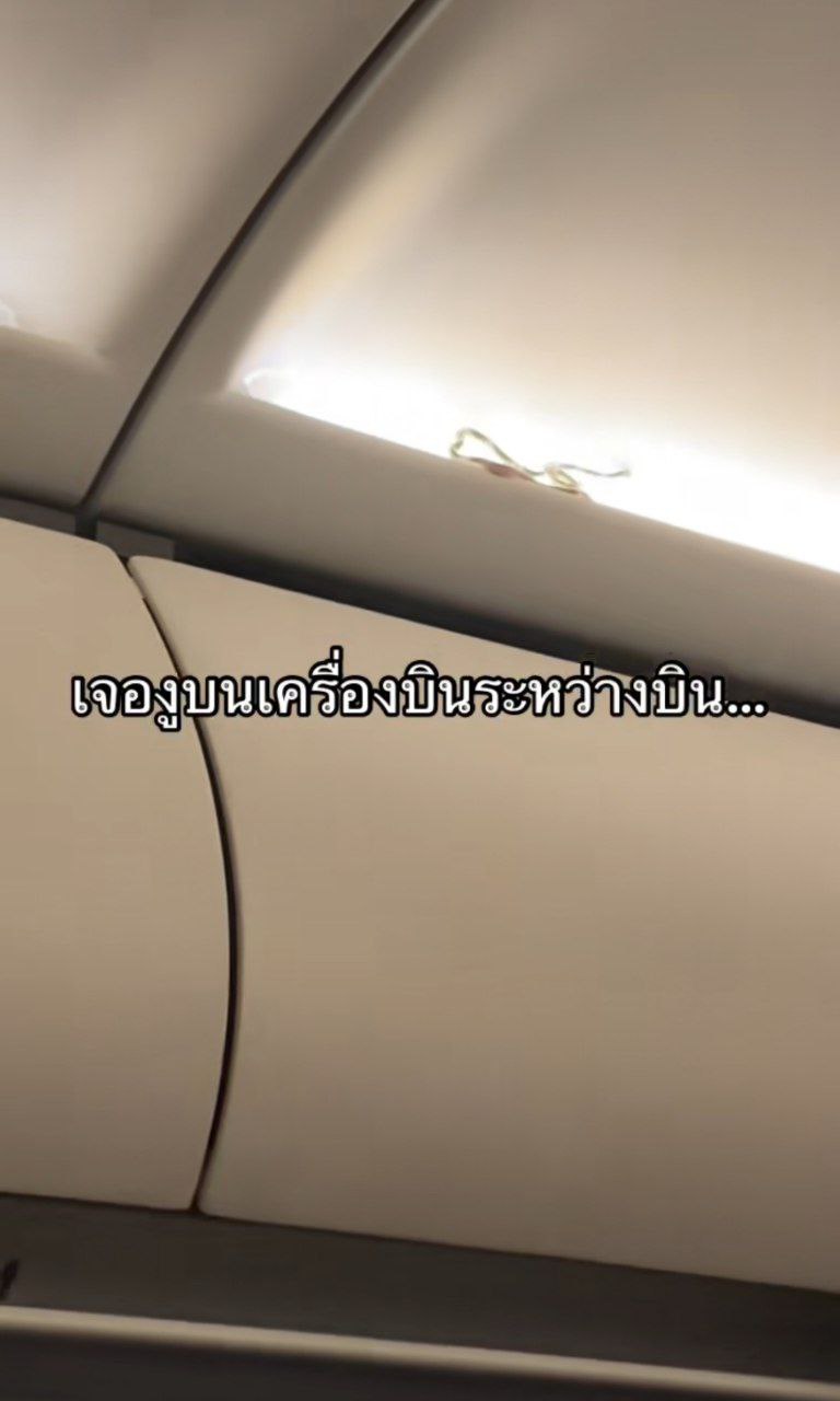 งูบนเครื่องบิน งูบนเครื่องบิน