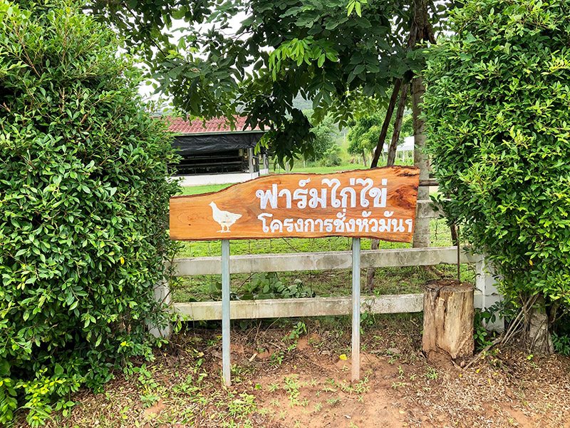 โครงการชั่งหัวมัน โครงการชั่งหัวมัน ฟาร์มไก่ไข่