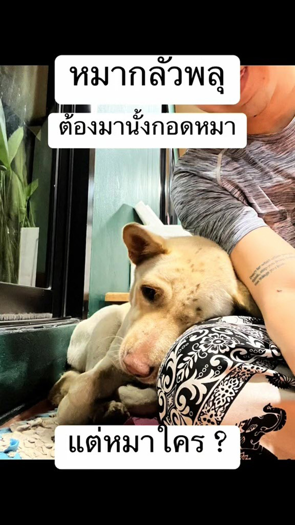 หมา หมา