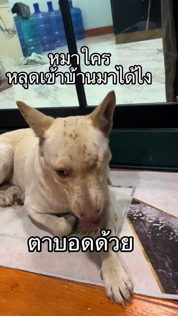 หมา หมา