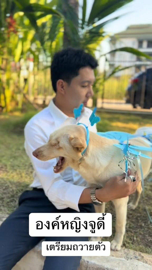 หมา หมา