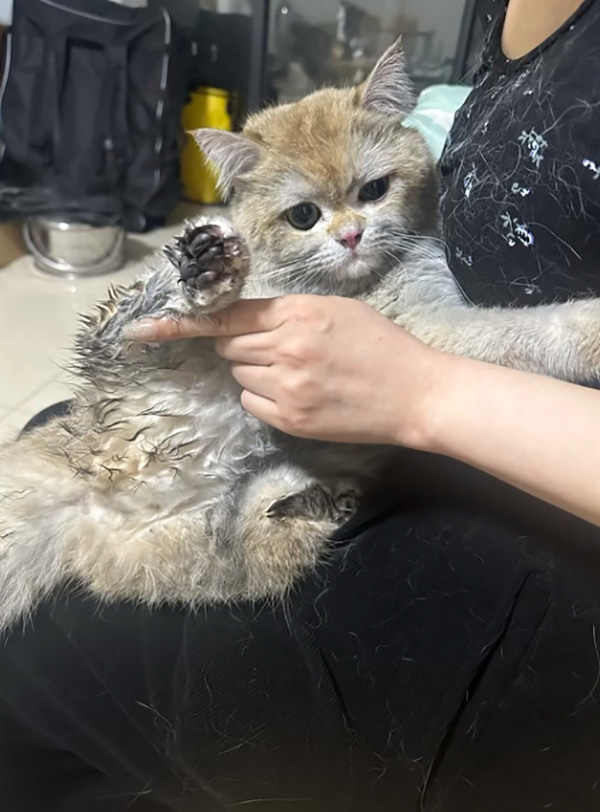 แมว แมว