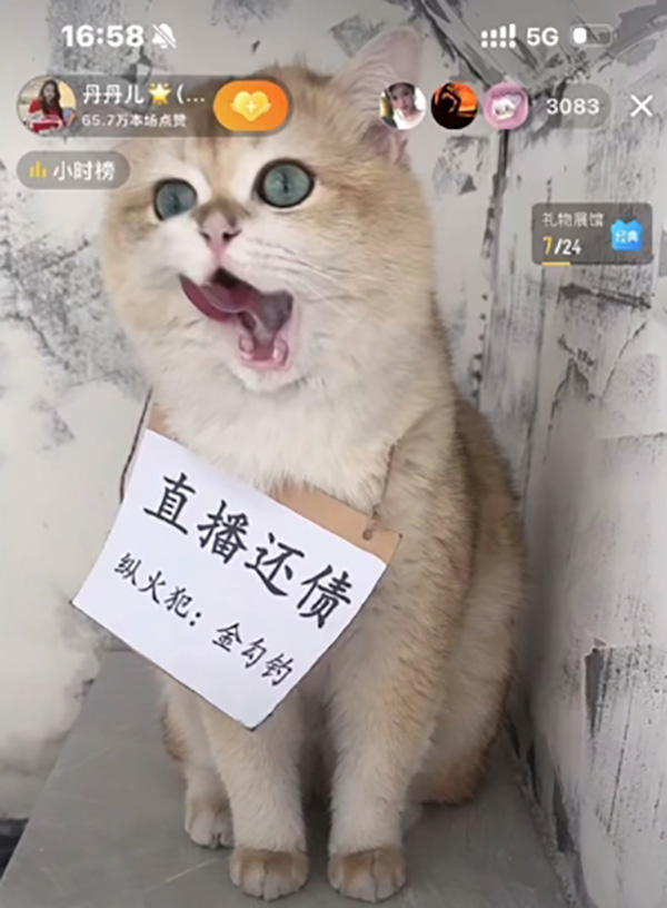 แมว แมว
