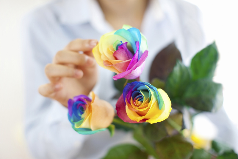 diy วิธีย้อมสีดอกกุหลาบ diy วิธีย้อมสีดอกกุหลาบ