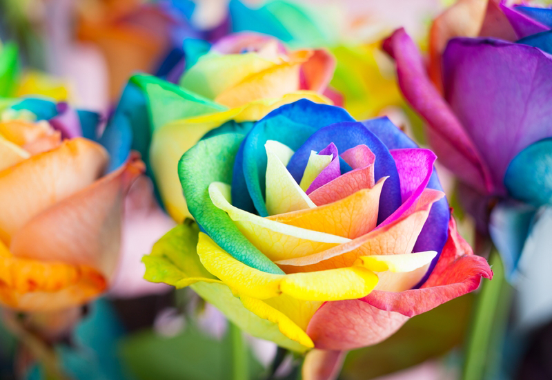 diy วิธีย้อมสีดอกกุหลาบ diy วิธีย้อมสีดอกกุหลาบ