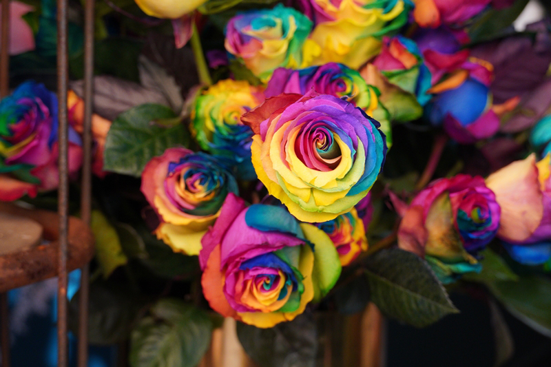 diy วิธีย้อมสีดอกกุหลาบ diy วิธีย้อมสีดอกกุหลาบ