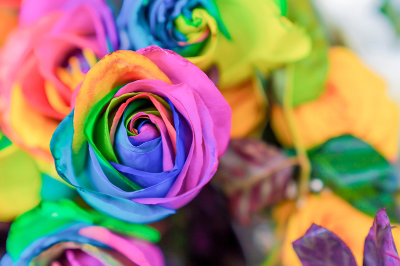 diy วิธีย้อมสีดอกกุหลาบ diy วิธีย้อมสีดอกกุหลาบ