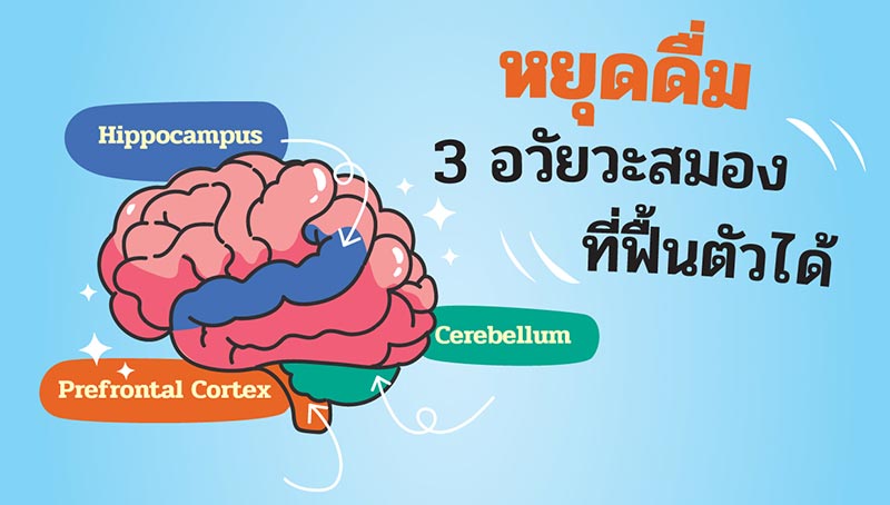 หยุดดื่ม สมองฟื้นตัวได้ หยุดดื่มแอลกอฮอล์