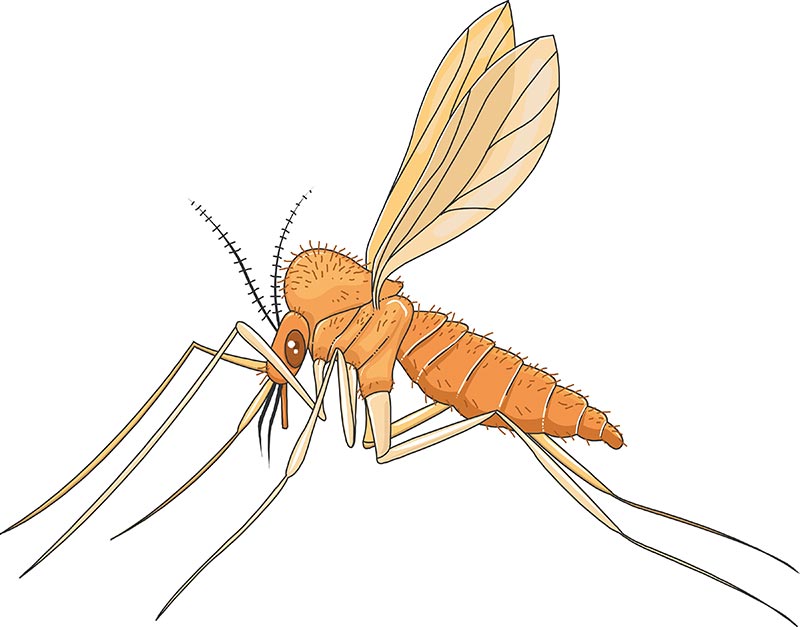 แมลงริ้นฝอยทราย แมลงริ้นฝอยทราย พาหะของโรคลิชมาเนีย (Leishmaniasis)