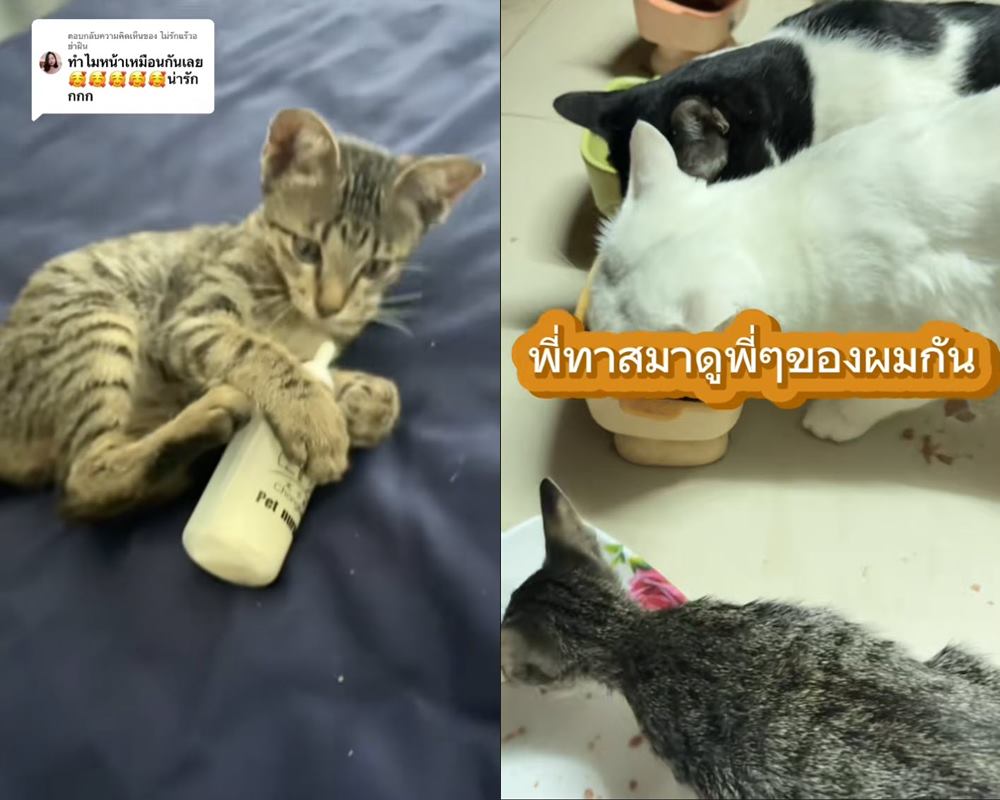 ช่วยลูกแมว ช่วยลูกแมว