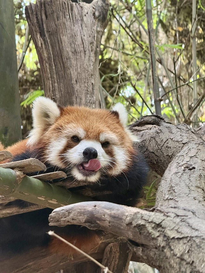 แพนด้าแดง สวนสัตว์เปิดเขาเขียว แพนด้าแดง สวนสัตว์เปิดเขาเขียว