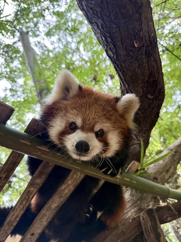 แพนด้าแดง สวนสัตว์เปิดเขาเขียว แพนด้าแดง สวนสัตว์เปิดเขาเขียว