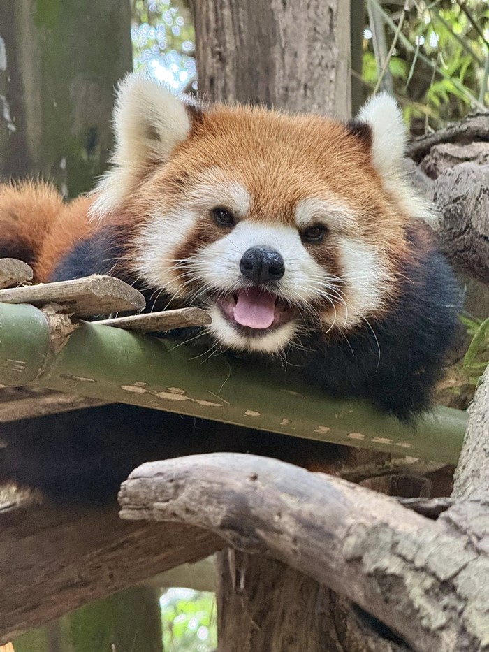 แพนด้าแดง สวนสัตว์เปิดเขาเขียว แพนด้าแดง สวนสัตว์เปิดเขาเขียว