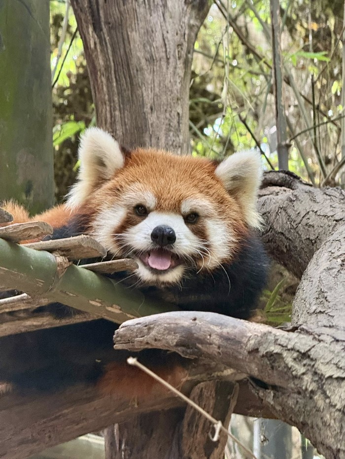 แพนด้าแดง สวนสัตว์เปิดเขาเขียว แพนด้าแดง สวนสัตว์เปิดเขาเขียว